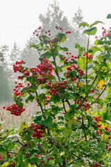 Viburnum opulus plant with red berries on foggy autumn morning