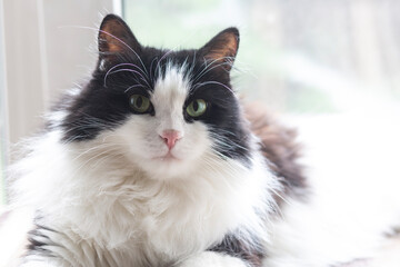 Obraz premium A cute black and white domestic cat sits on the background of the window Life style. Pets, veterinary medicine.
