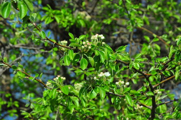 green leaves background