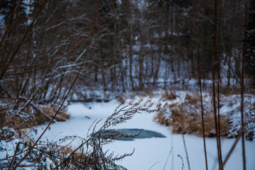 forest in winter