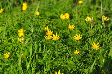 yellow flowers in the grass