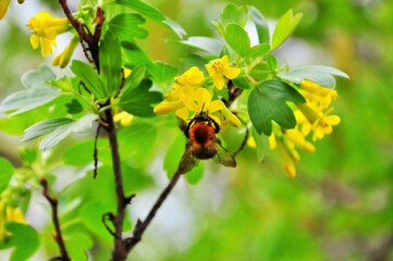 bee on a flower
