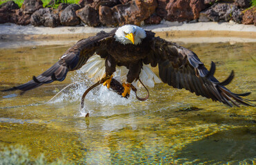 Aquila reale