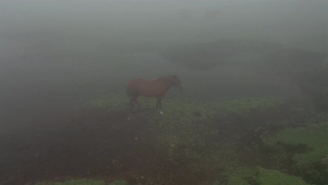 Horses in Corvo Island, Azores Portugal. Aerial drone view