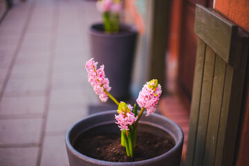 pink flower in a pot on street