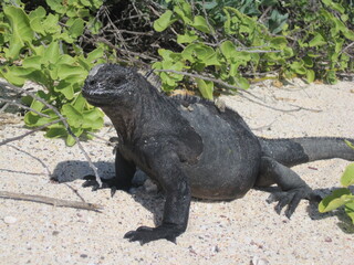 The Marine and Land Iguanas of the Galapagos Islands, Ecuador