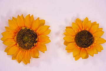 Obraz premium Flowers neatly arranged, isolated on background and with space for writing