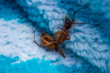 Ant on a Blanket 