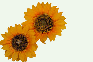 Flowers neatly arranged, isolated on background and with space for writing