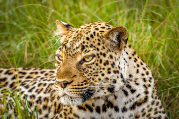 Fototapeta premium Leopard ( Panthera pardus) relaxing in the grass, Queen Elizabeth National Park, Uganda.
