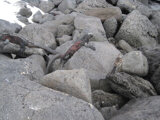 The Marine and Land Iguanas of the Galapagos Islands, Ecuador