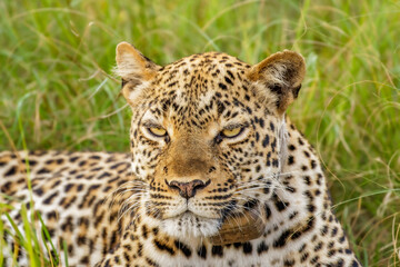 Leopard ( Panthera pardus) relaxing in the grass, Queen Elizabeth National Park, Uganda.