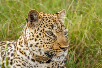 Leopard ( Panthera pardus) relaxing in the grass, Queen Elizabeth National Park, Uganda.	
