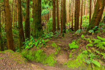 mystic green forest in Azores