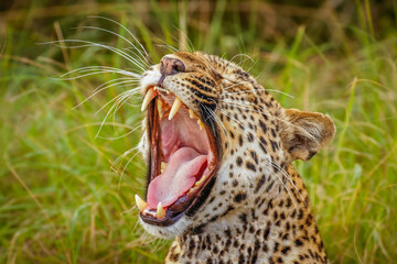 Head shot of a Leopard ( Panthera pardus) yawning, Queen Elizabeth National Park, Uganda.	