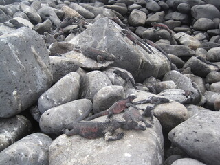 The Marine and Land Iguanas of the Galapagos Islands, Ecuador