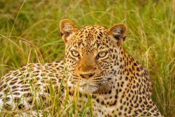 Leopard ( Panthera pardus) relaxing in the grass, Queen Elizabeth National Park, Uganda.	