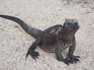 The Marine and Land Iguanas of the Galapagos Islands, Ecuador