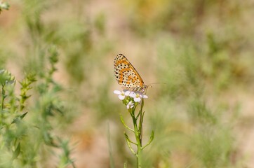 Close up of butterfly Melitaea didyma on flower with green background