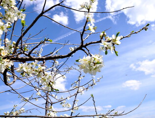 blossoming tree