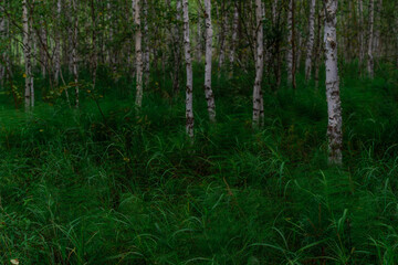 Fototapeta premium birch forest, many white tree trunks with black stripes and patterns and foliage stand in green grass, a thicket