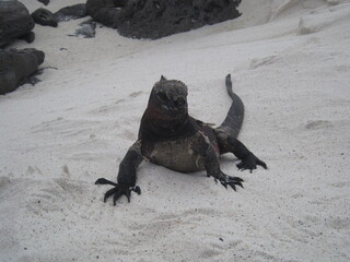 The Marine and Land Iguanas of the Galapagos Islands, Ecuador