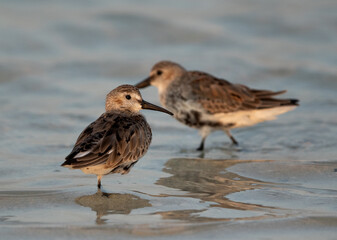 Dunlins resting at Busaiteen coast, Bahrain