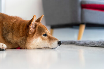 The Shiba Inu sleeps in the living room on the gray sofa and carpet..
