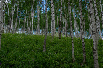 birch thicket, many white tree trunks with black stripes and patterns and green foliage stand in a forest on mountain against a blue sky