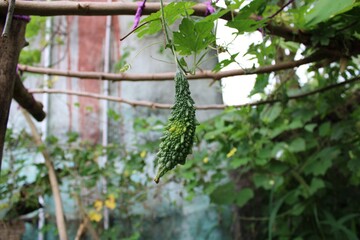 Bitter melon shoot in garden