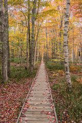 Fototapeta na wymiar An Inviting Fall Path in Maine