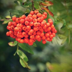 Rowan berries on a branch. (Sorbus alnifolia), (Sorbus aucuparia)