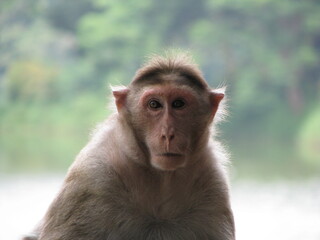 close up of a monkey