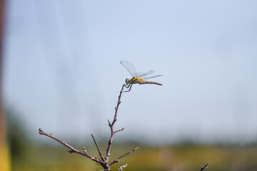 Libellula sul ramo