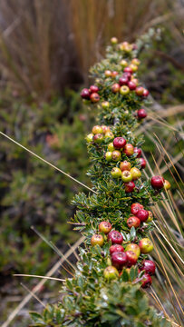 Fruits and plants of agraz or morti&ntilde;o in the los nevados national natural park in Colombia