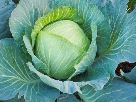 Ripe head of cabbage. Agricultural plant. Brassica oleracea. Harvesting a new crop. Fruits of autumn. Vegetarian food. Illustration on the theme of vegetable garden and horticulture