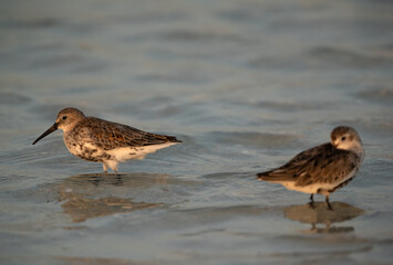 Dunlins in breeading plumage at Busaiteen coast, Bahrain