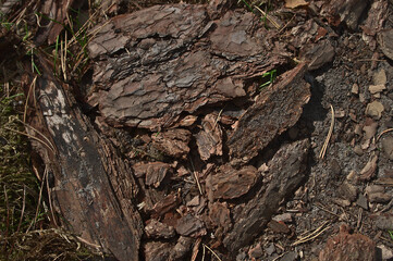 Tree bark background 