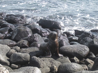 The cute sea lions playing on the Galapagos Islands, Ecuador
