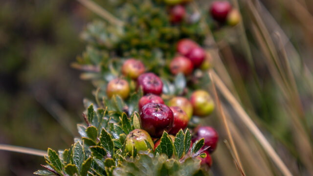 Fruits and plants of agraz or morti&ntilde;o in the los nevados national natural park in Colombia