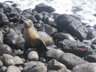 Fototapeta premium The cute sea lions playing on the Galapagos Islands, Ecuador