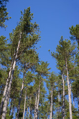 Fototapeta premium forêt de pins dans l'Hérault, France