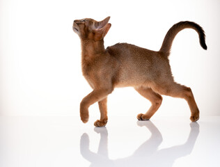 Abyssinian Kitten