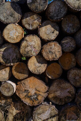 bois coupé en rondins empillés