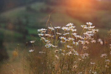 Obraz premium daisies on the hillside before sunset
