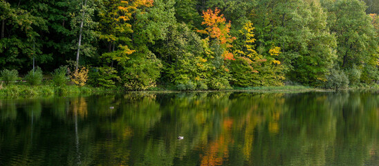 Beautiful autumn landscape with ducks and colorful trees reflecting in the lake