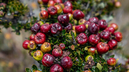 Fruits and plants of agraz or mortiño in the los nevados national natural park in Colombia