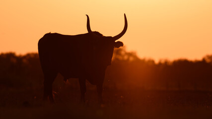 Atardecer en la manade Nicollin.

Coucher du soleil á la manade Nicollin.

Sunset in the...