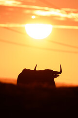 Atardecer en la ganader&iacute;a Victorino Mart&iacute;n.

Coucher du soleil &aacute; la ganaderia Victorino Mart&iacute;n.

Sunset in the Victorino Mart&iacute;n's ranch.