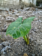 green leaf on the ground